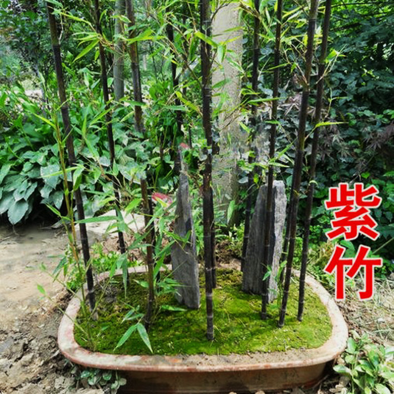 黃金竹毛竹紫竹苗青竹苗金鑲玉竹 竹子直銷 各種種類竹子基地直銷