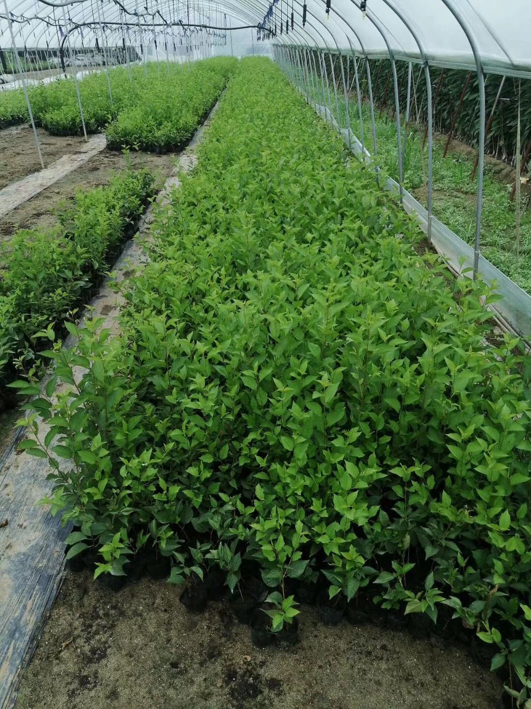 法蘭西西梅苗種植  西梅苗2020年果苗批發(fā)價(jià)格種植基地技術(shù)開發(fā)【泰安芙柔娜苗木有限責(zé)任公司】