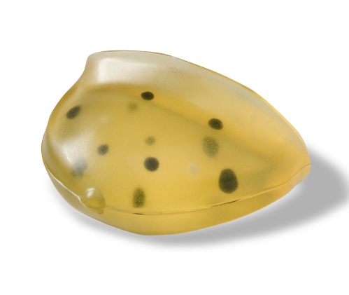 CIRS 013乳腺模體