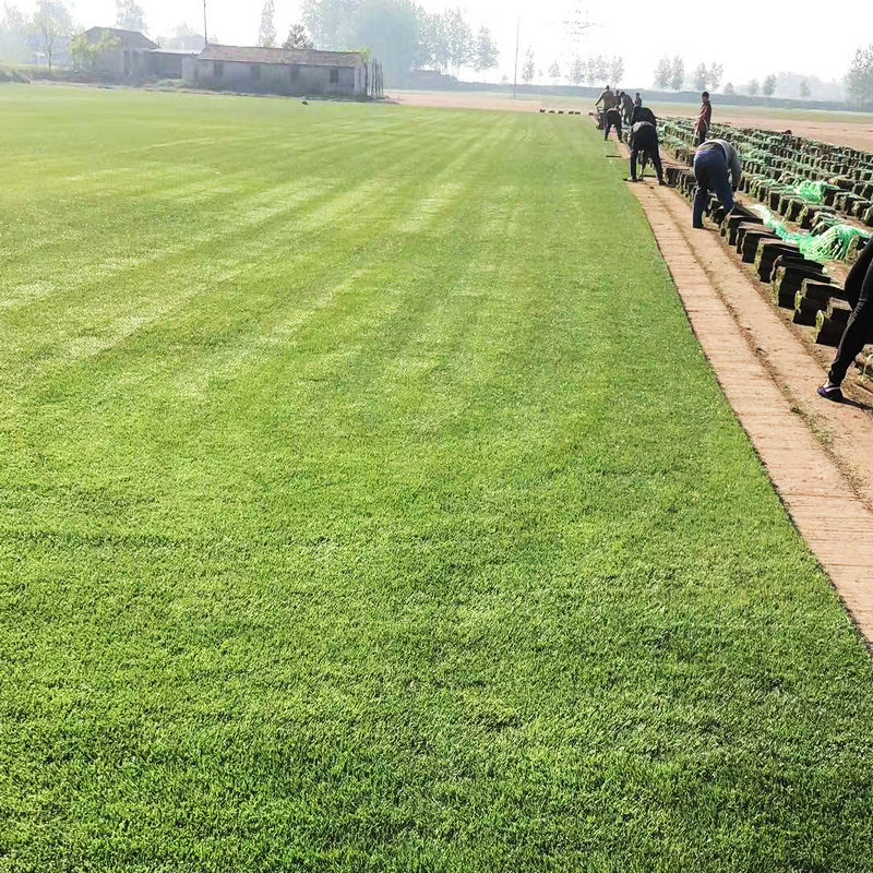 全國承接草坪綠化工程 冷季型果嶺草草坪草皮卷基地直銷