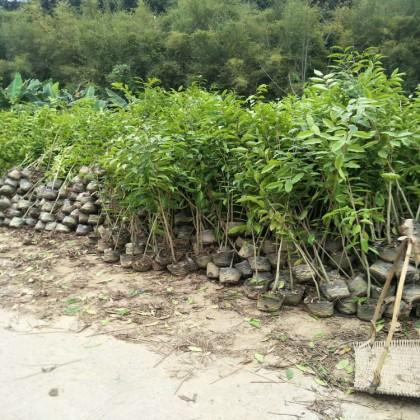 廣東肇慶沉香中杯苗種植基地銷售批發(fā)價格