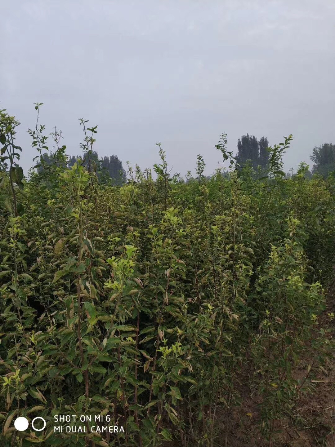 法蘭西西梅苗種植  西梅苗2020年果苗批發(fā)價(jià)格種植基地技術(shù)開發(fā)【泰安芙柔娜苗木有限責(zé)任公司】