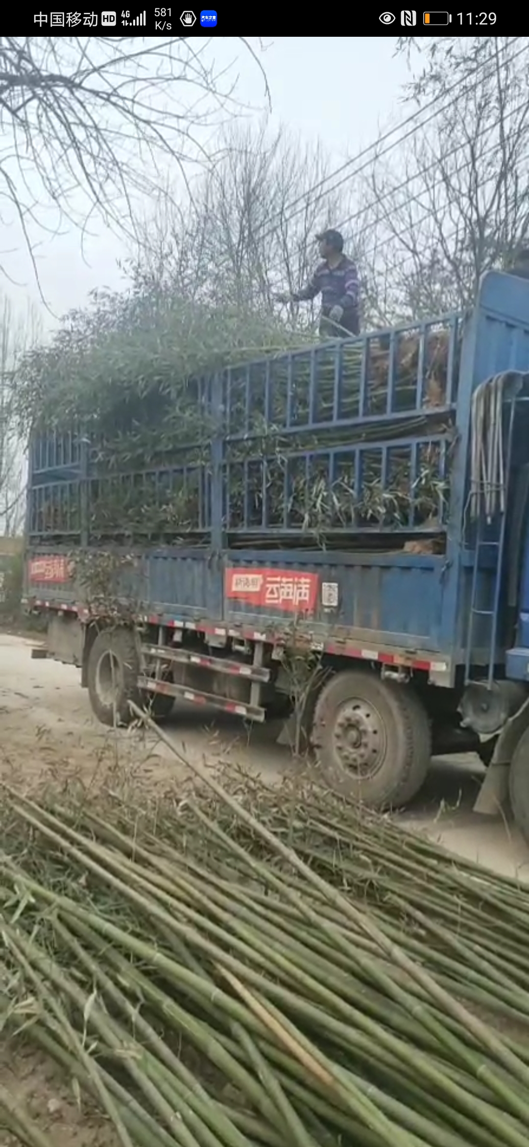 竹子批發(fā)、基地直銷、產(chǎn)地*、多少錢【汝南縣江寬花木種植合作社】