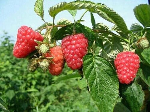 供應紅樹莓苗批發(fā)