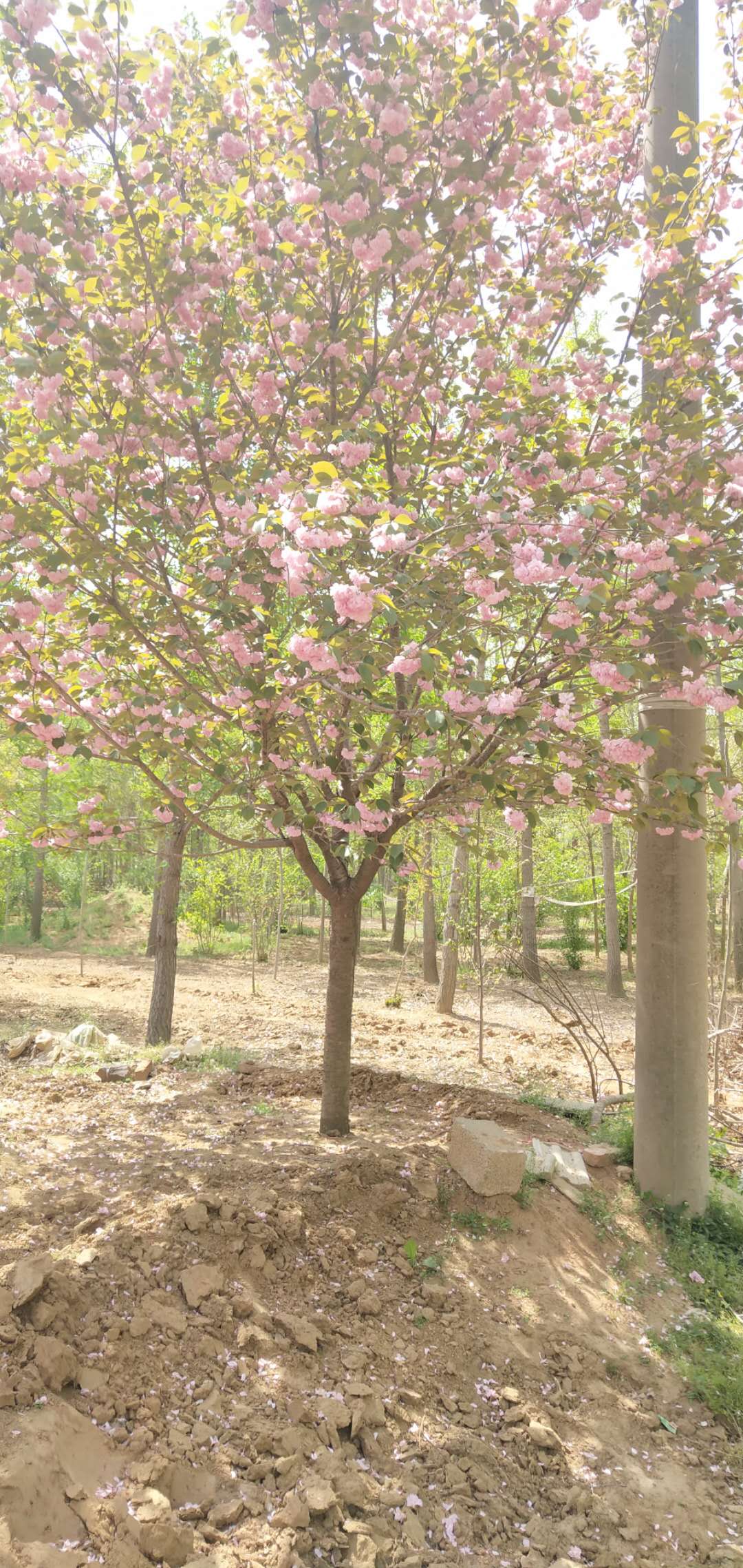 優(yōu)質(zhì)櫻花樹價(jià)格 櫻花樹批量供應(yīng) 山東櫻花樹種植基地