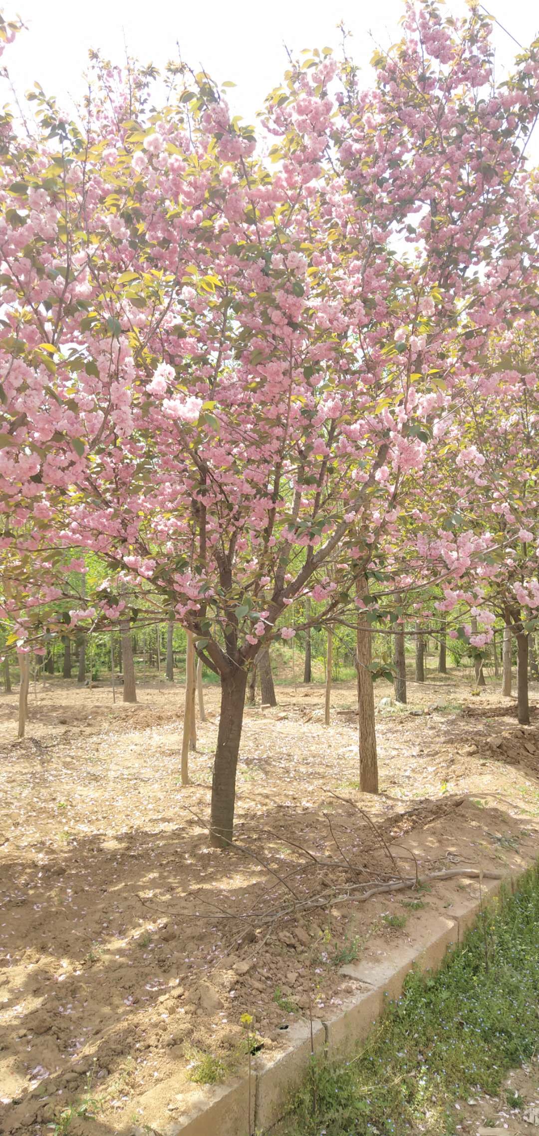 優(yōu)質(zhì)櫻花樹價(jià)格 櫻花樹批量供應(yīng) 山東櫻花樹種植基地