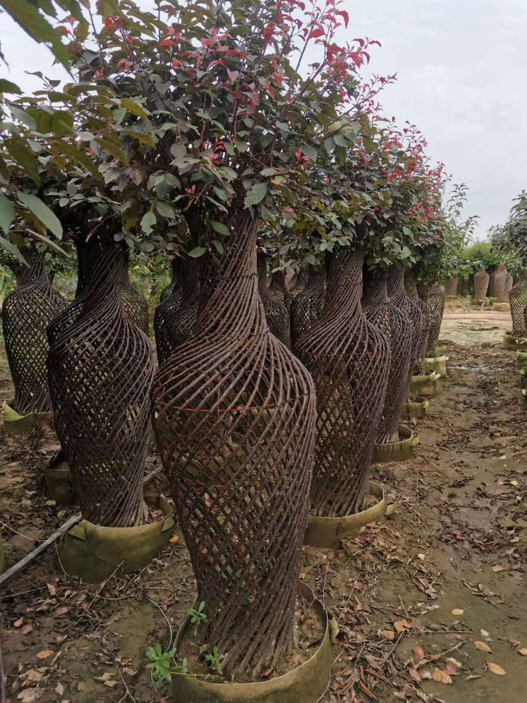 海棠造型花瓶價格 紫薇造型花瓶供應(yīng) 山東紫薇海棠種植基地