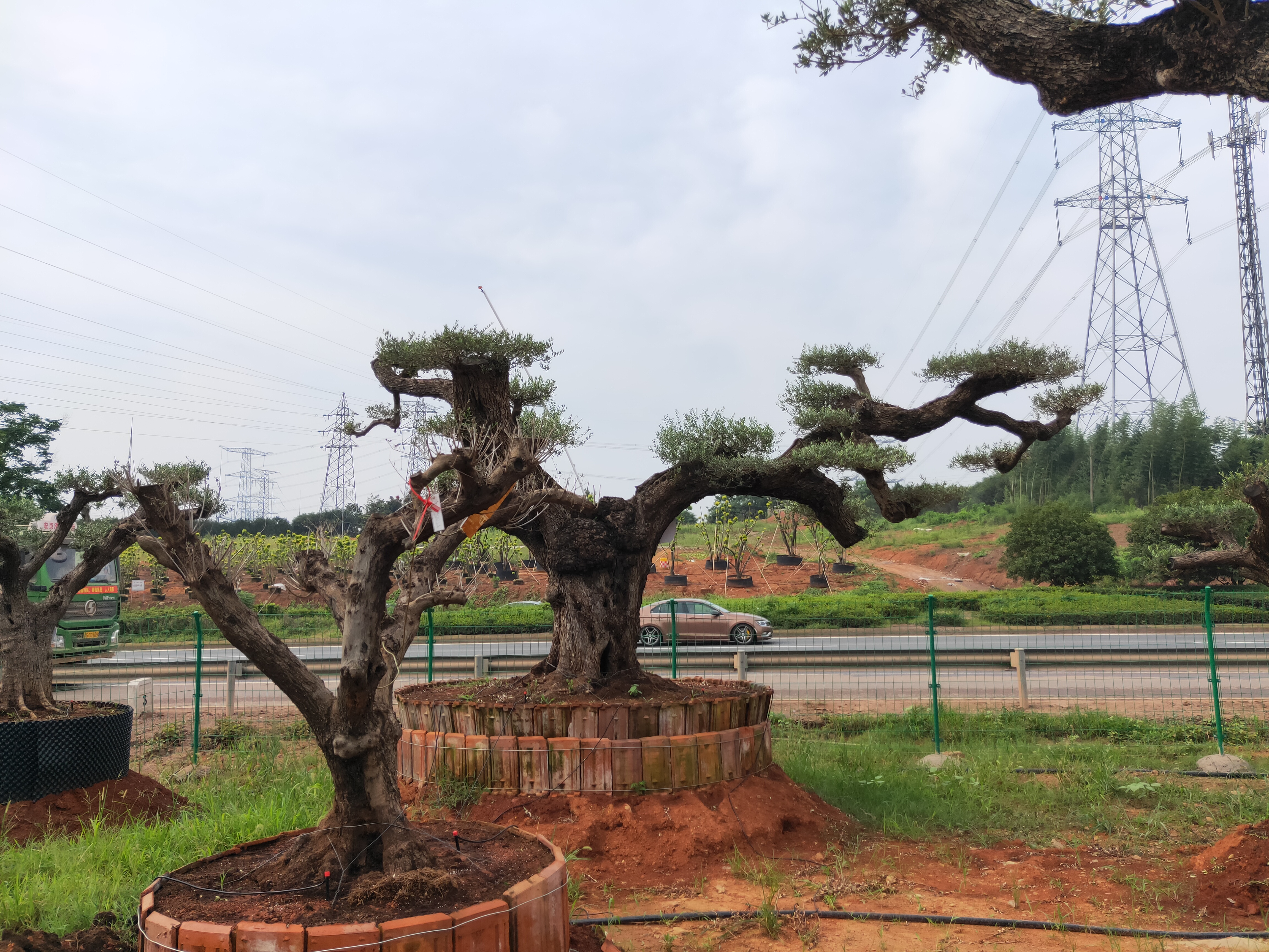 西班牙油橄欖價格  各種規(guī)格10-150公分西班牙油橄欖批發(fā)