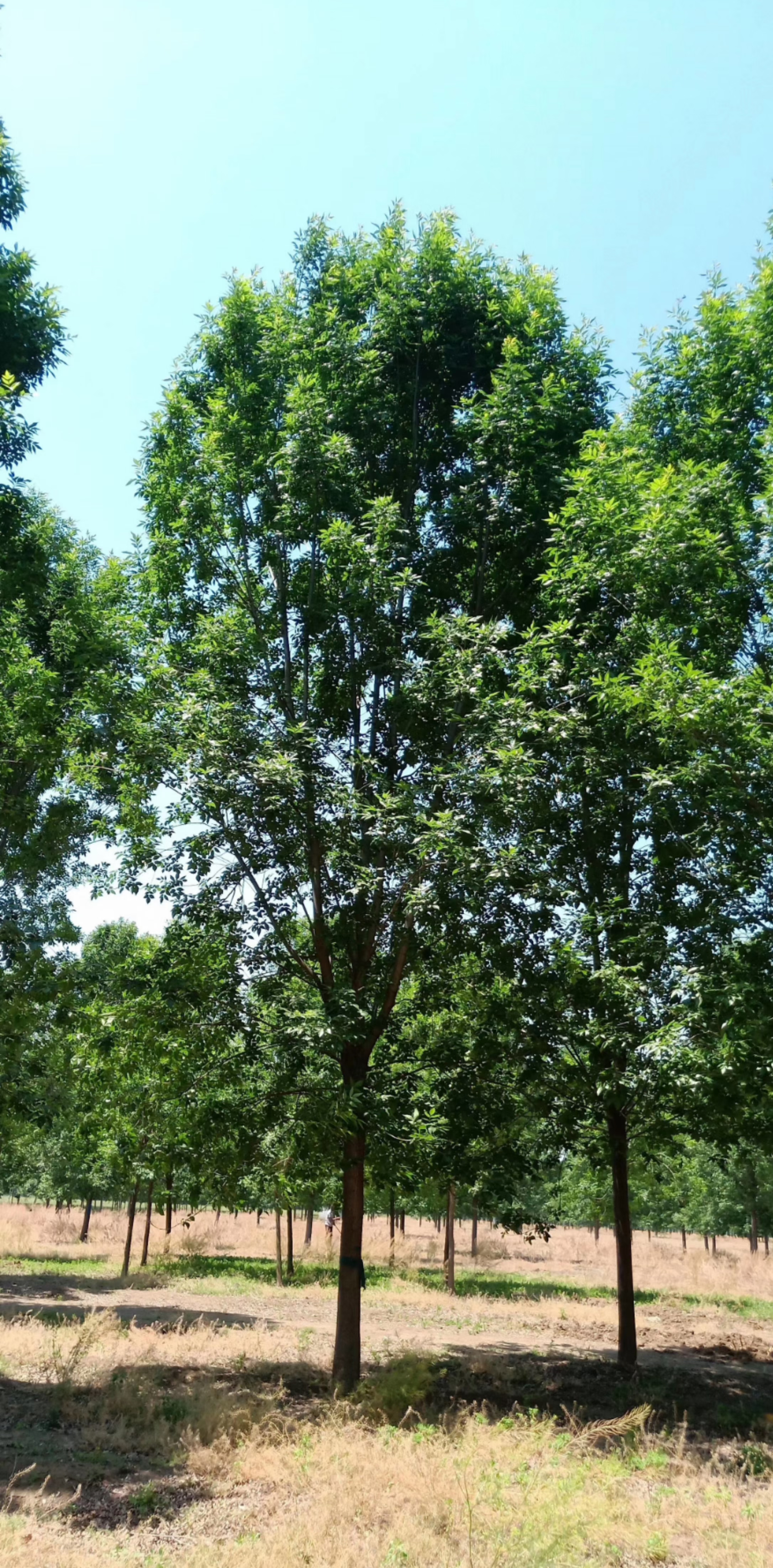 優(yōu)質(zhì)白蠟樹價(jià)格 白蠟樹批量供應(yīng) 山東白蠟樹種植基地