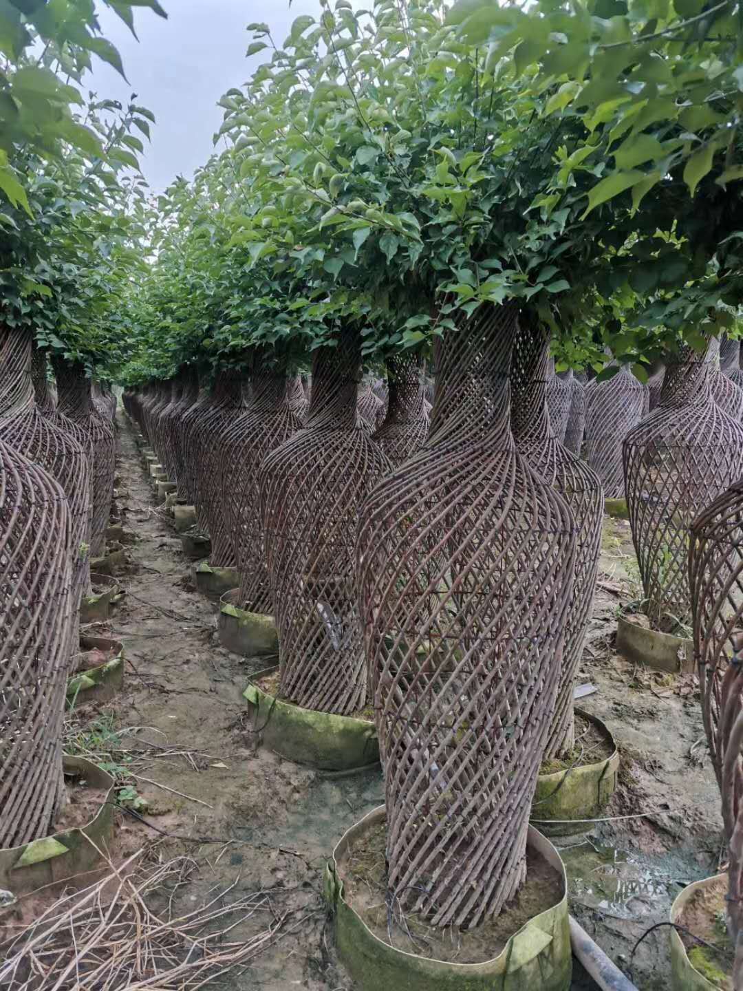 紫薇造型花瓶價格 海棠造型花瓶供應 山東紫薇海棠種植基地
