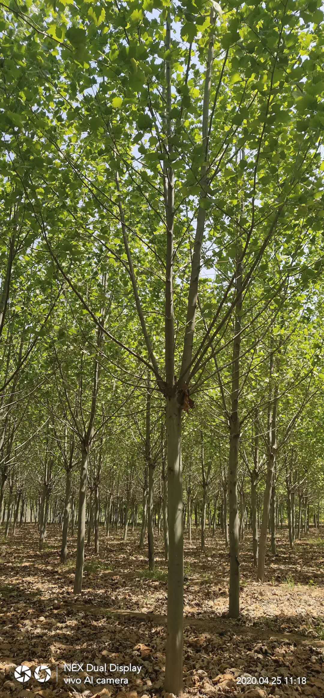 優(yōu)質(zhì)法桐價(jià)格 法桐批量供應(yīng) 山東法桐種植基地