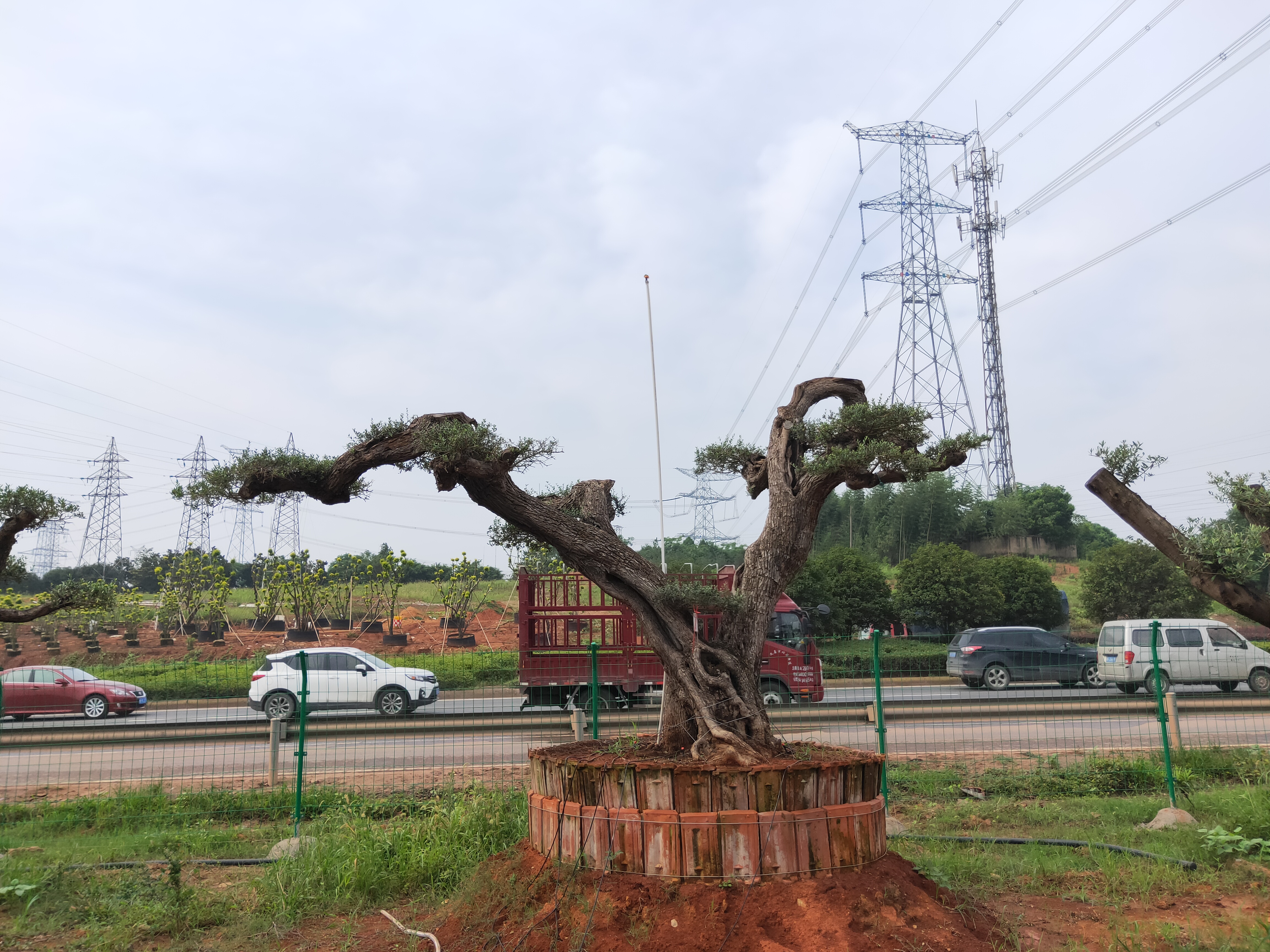 西班牙油橄欖批發(fā) 西班牙油橄欖價(jià)格