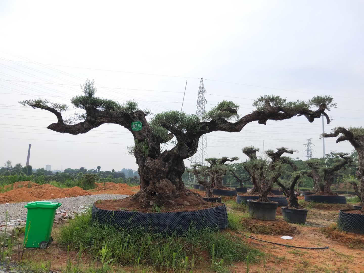 西班牙油橄欖價格  各種規(guī)格10-150公分西班牙油橄欖批發(fā)