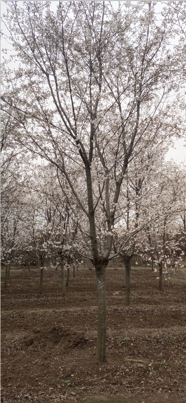 優(yōu)質(zhì)櫻花樹價(jià)格 櫻花樹批量供應(yīng) 山東櫻花樹種植基地