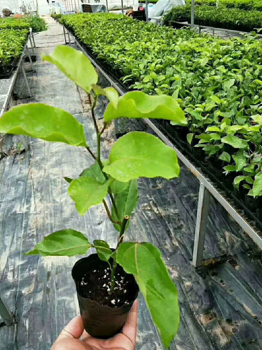 百香果苗批發(fā) 百香果苗廣西供應(yīng)商 百香果苗廠家  廣西百香果苗 靈山百香果苗 百香果苗