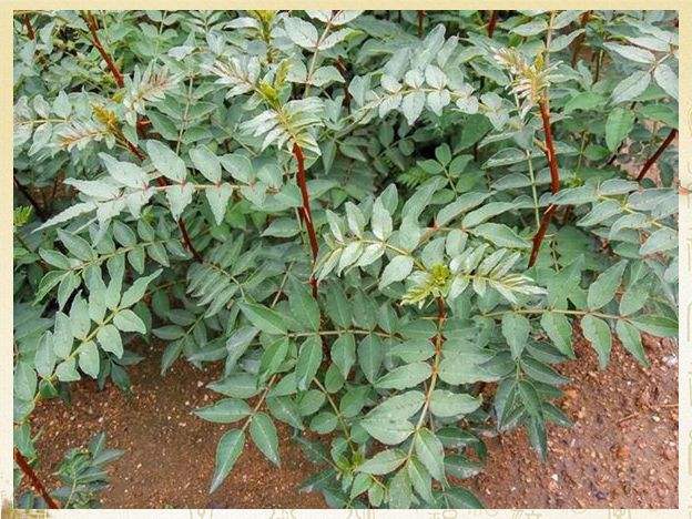 花椒苗批發(fā)花椒苗種植花椒苗技術(shù)指導(dǎo)