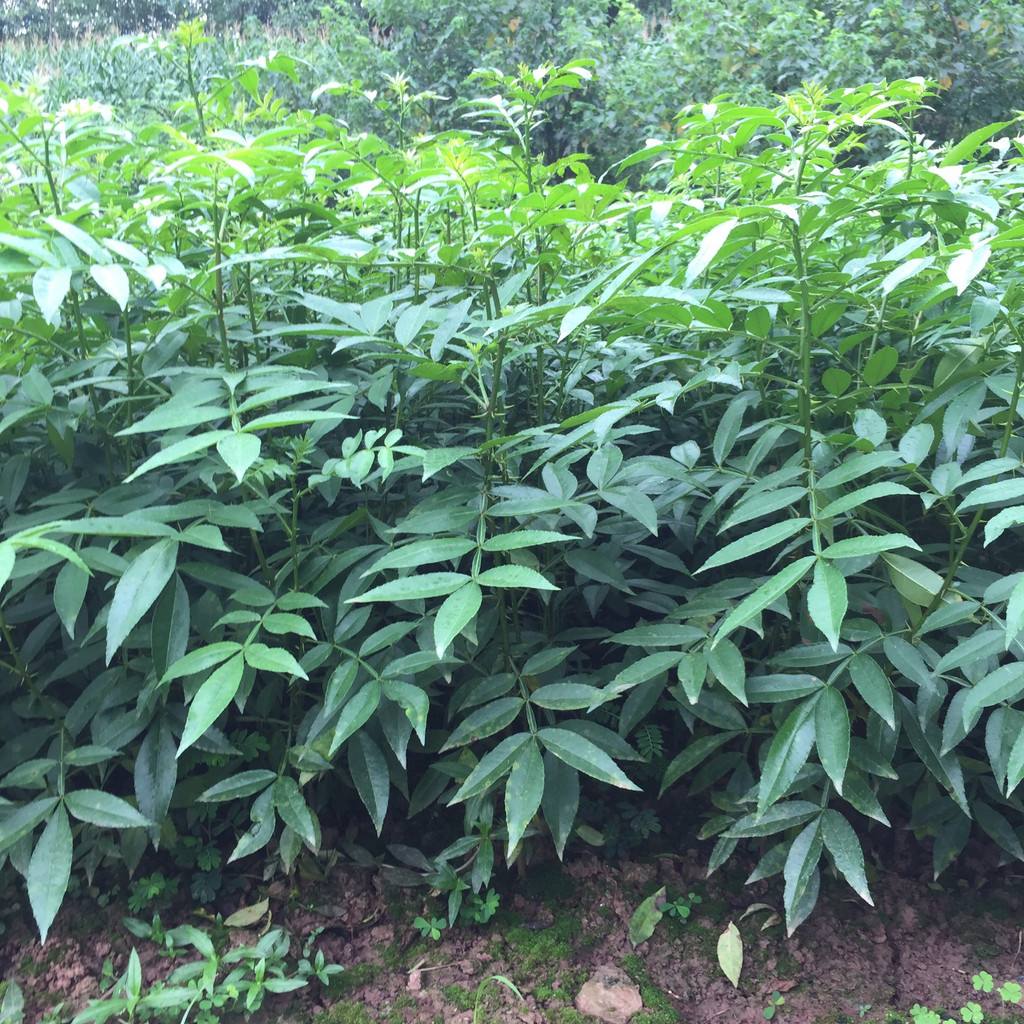 花椒苗批發(fā)花椒苗種植花椒苗技術(shù)指導(dǎo)