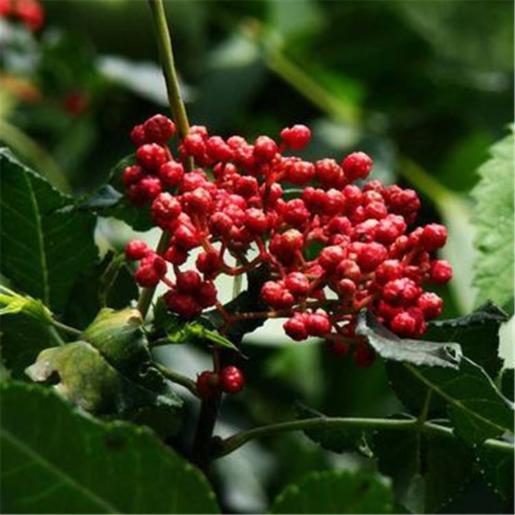 花椒苗批發(fā)花椒苗種植花椒苗技術(shù)指導(dǎo)