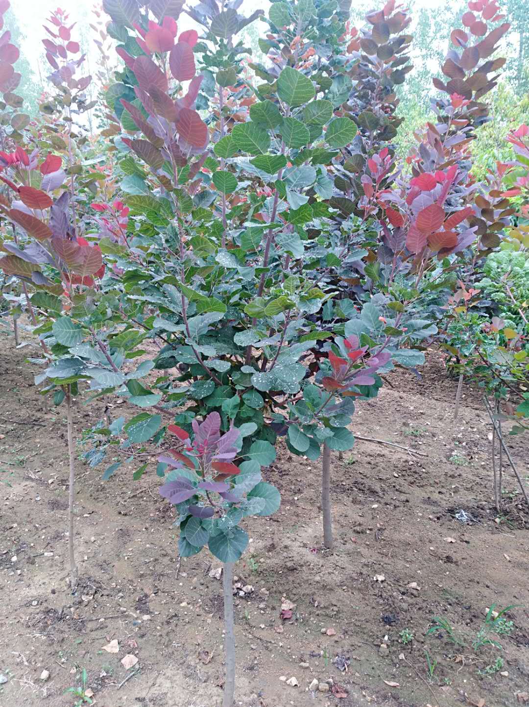 紅櫨價格 紅櫨供應(yīng)商