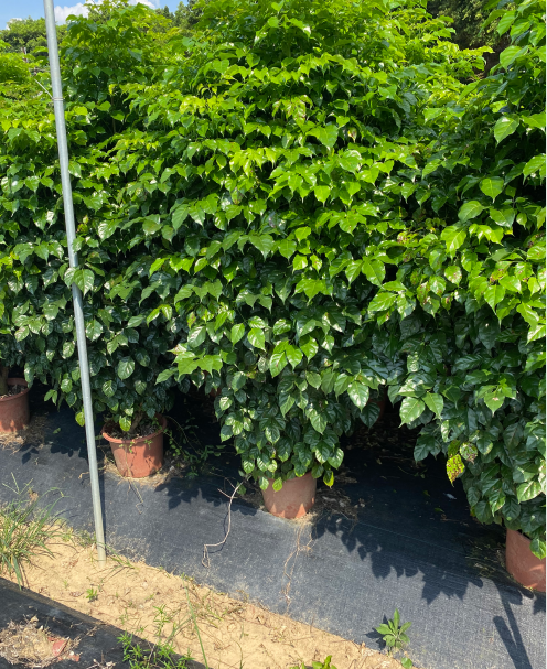 綠寶幸福樹*惠 綠寶幸福樹廠家 綠寶幸福樹大量銷售