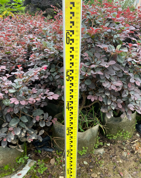 紅繼木球大量銷(xiāo)售 紅繼木球價(jià)格 紅繼木球基地