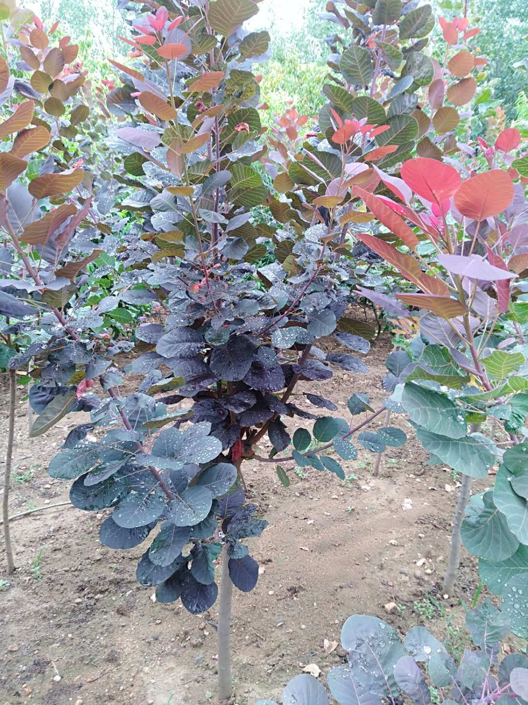 紅櫨價格 紅櫨供應(yīng)商