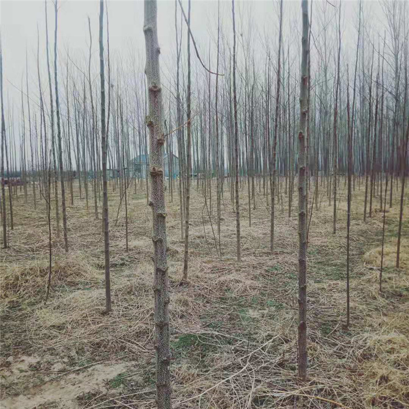 寧夏苦棵苗木基地-批發(fā)價(jià)-價(jià)格-直銷-電話-多少錢【河南省民權(quán)縣紫穗槐速生楊培育基地】