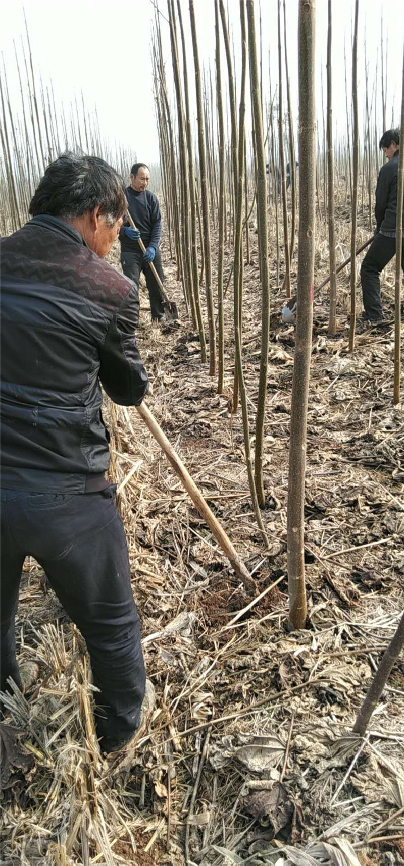 山西泡桐樹基地直銷、產(chǎn)地*、批發(fā)、價格【河南省民權(quán)縣紫穗槐速生楊培育基地】