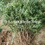酸棗苗，藥用酸棗苗，出售酸棗苗
