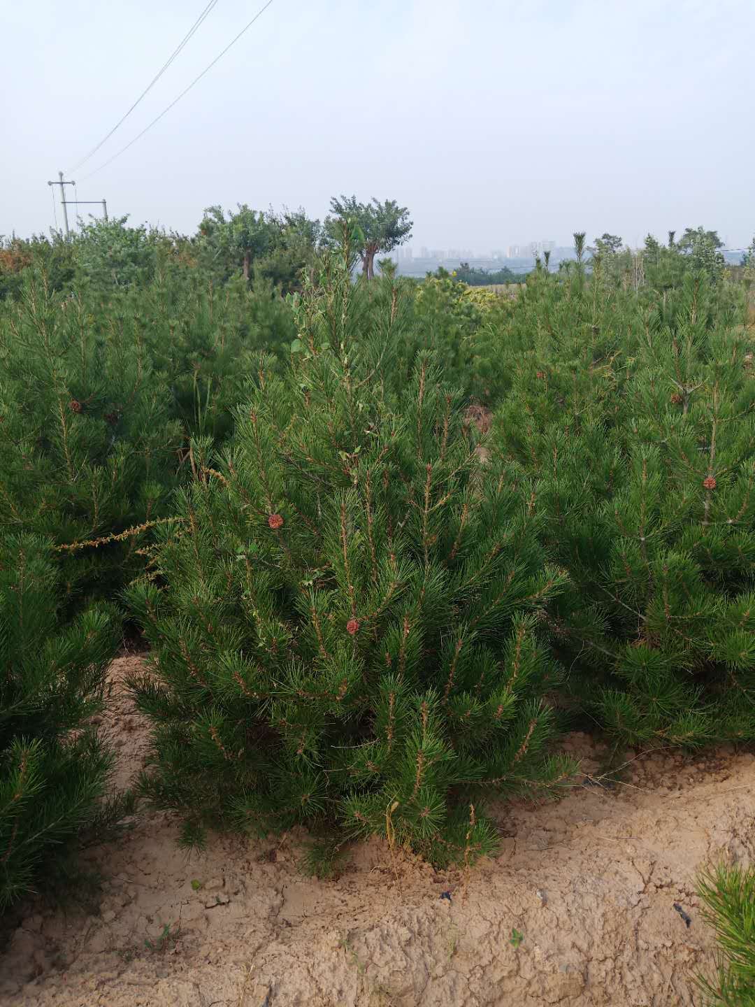 白皮松批發(fā)白皮松種植白皮松銷售 白皮松白皮松 白皮松白皮松白皮松