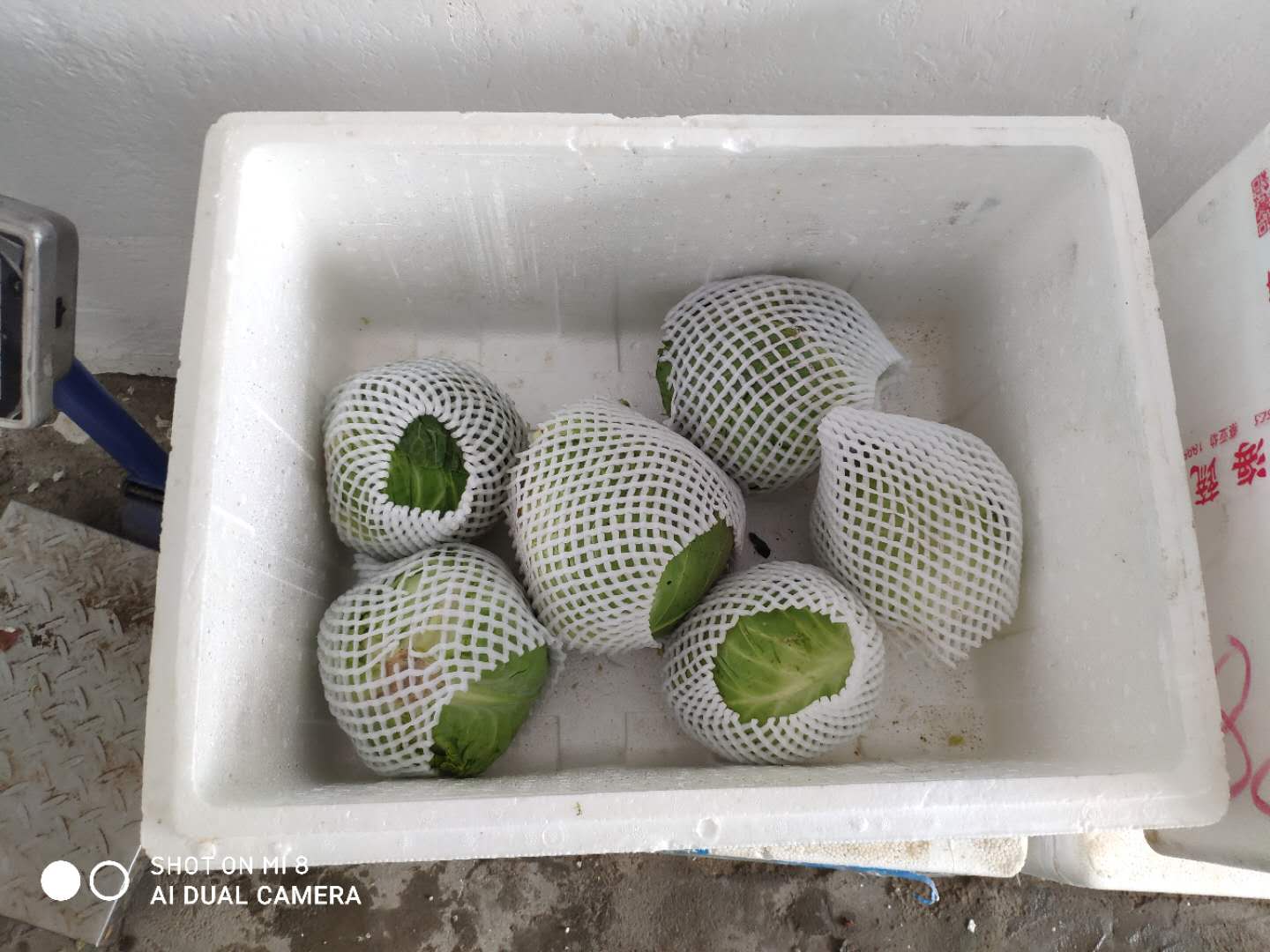 漳州龍文蔬菜配送