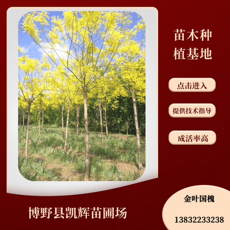 金葉國(guó)槐批發(fā)、產(chǎn)地*、供應(yīng)商、報(bào)價(jià)【博野縣凱輝苗圃場(chǎng)】