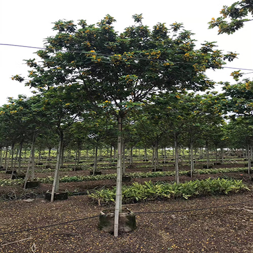 黃花槐批發(fā)價格 黃花槐廠家