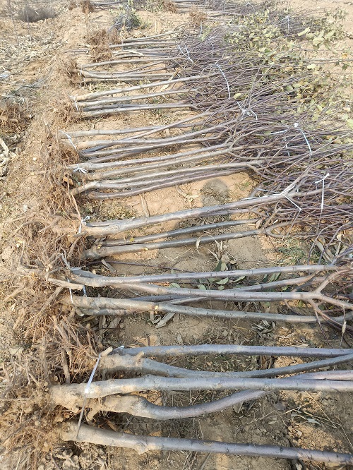 直銷(xiāo)矮化蘋(píng)果苗 嫁接蘋(píng)果樹(shù)苗 紅富士蘋(píng)果樹(shù)苗 煙富蘋(píng)果樹(shù)苗