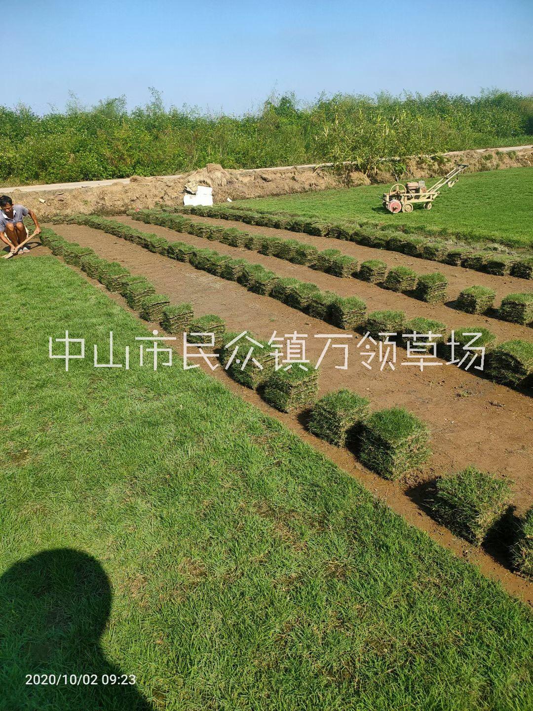 廣東中山臺灣青草皮草卷種植基地