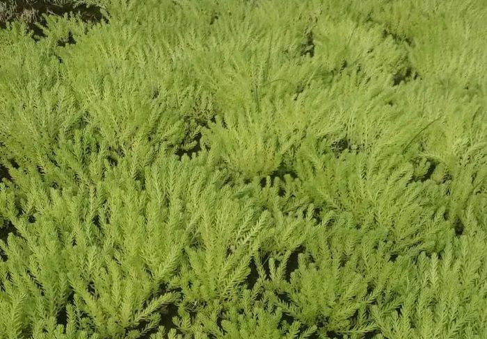 徐州三七草批發(fā)、價(jià)格、供應(yīng)商、聯(lián)系方式【徐州紅景天農(nóng)業(yè)發(fā)展有限公司】