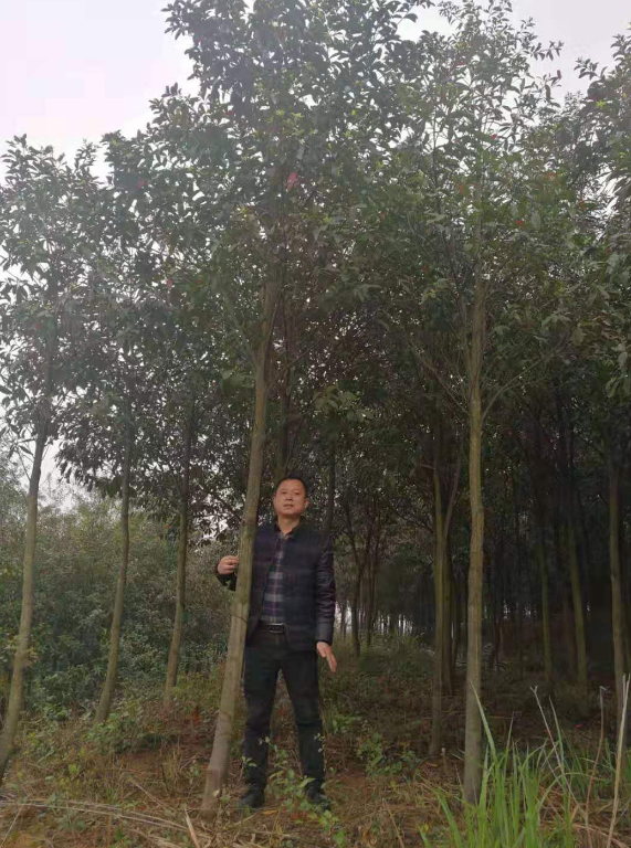 杜英*惠 杜英供應商 杜英價格