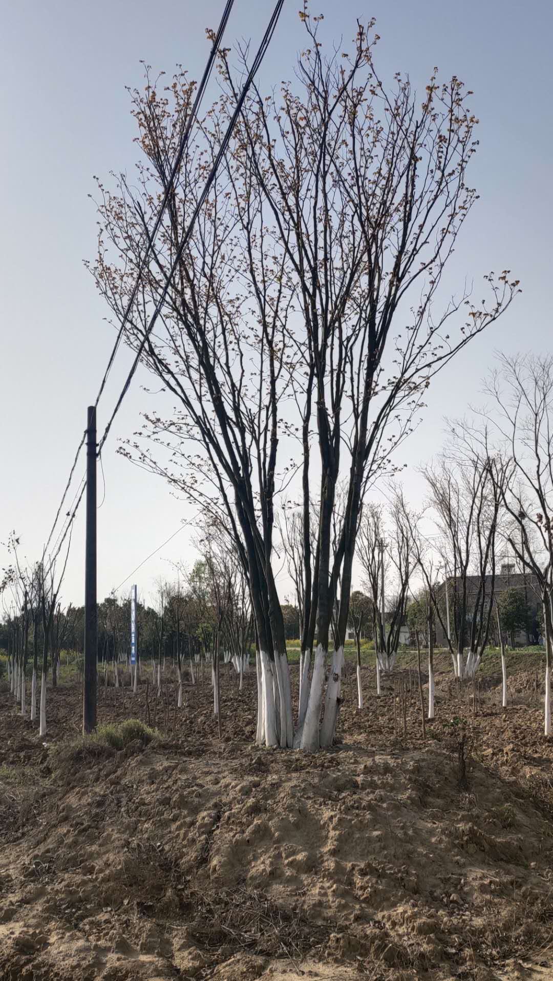 湖北巨紫荊基地、多少公分、價格、批發(fā)、供應商【荊州區(qū)綠韻苗木種植經營部】