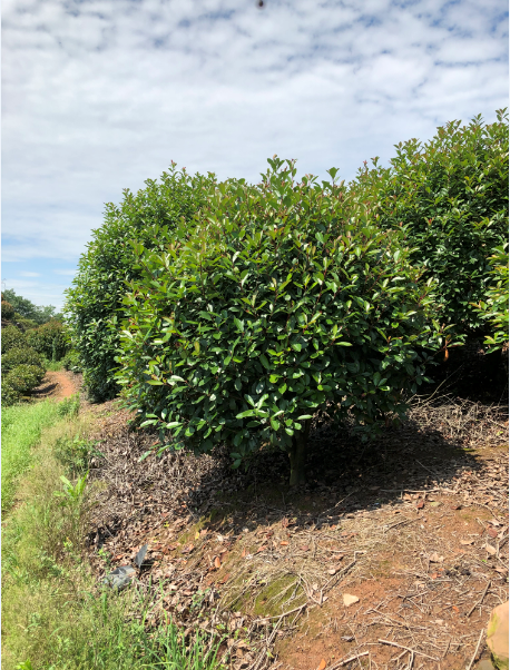 江蘇紅葉石楠球基地 、價格、  供應、批發(fā)【金華市清萌園林綠化有限公司】