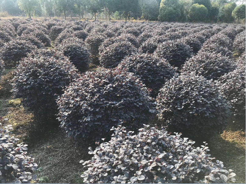 湖北紅花繼木球基地 、價(jià)格、  供應(yīng)、批發(fā)【金華市清萌園林綠化有限公司】