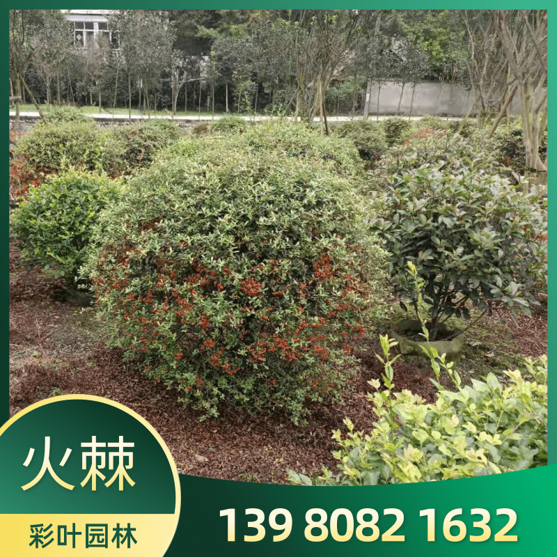 四川火棘球60~180公分種植基地批發(fā)出售價格實惠