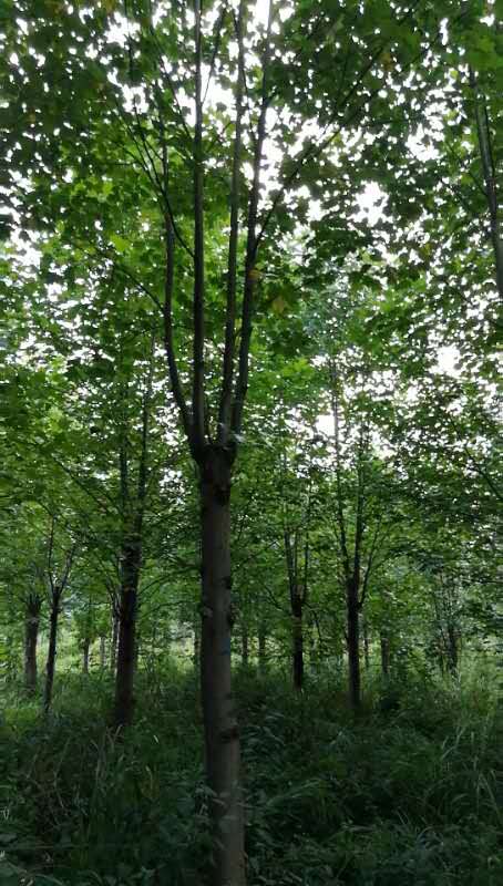 馬褂木*惠 馬褂木供應(yīng)商 馬褂木價格