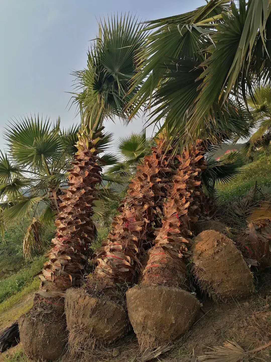 福建老人葵 老人葵基地 各種規(guī)格老人葵 老人葵批發(fā) 老人葵價格 老人葵報價