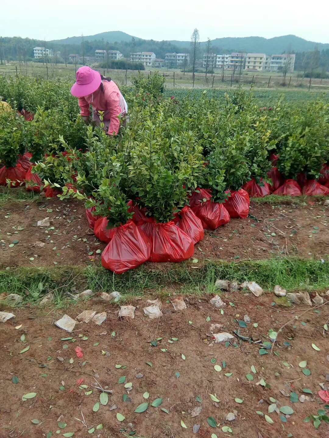 長林53號油茶苗批發(fā)、價(jià)格、哪里有賣、銷售電話【豐城市白土鎮(zhèn)崗下高產(chǎn)油茶合作社】