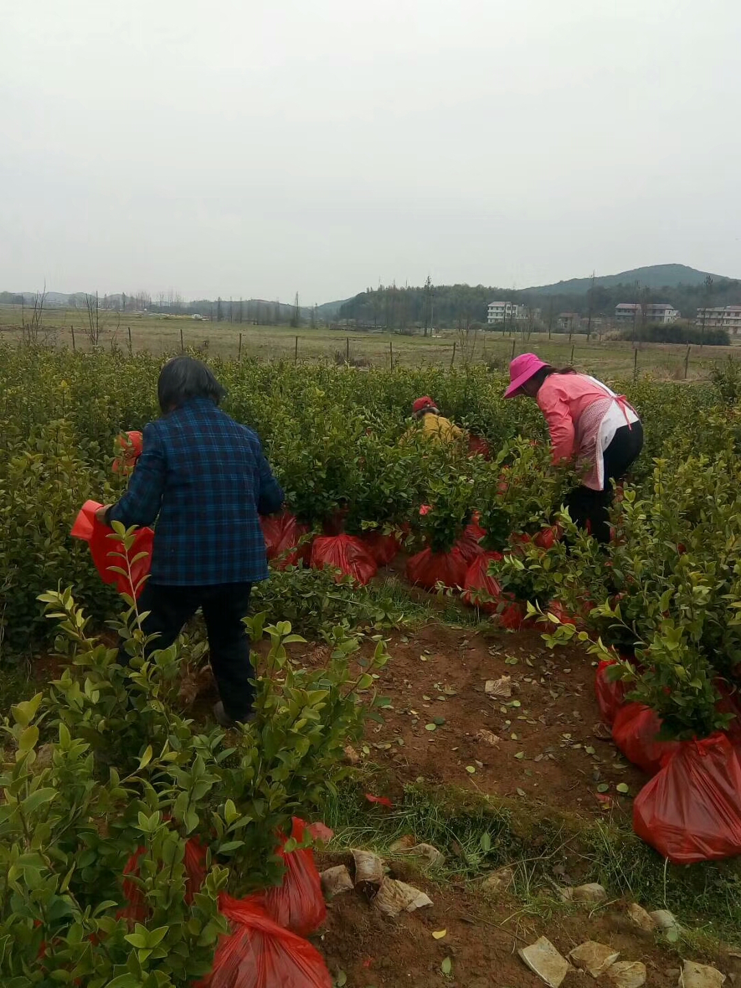 長林53號油茶苗批發(fā)、價(jià)格、哪里有賣、銷售電話【豐城市白土鎮(zhèn)崗下高產(chǎn)油茶合作社】