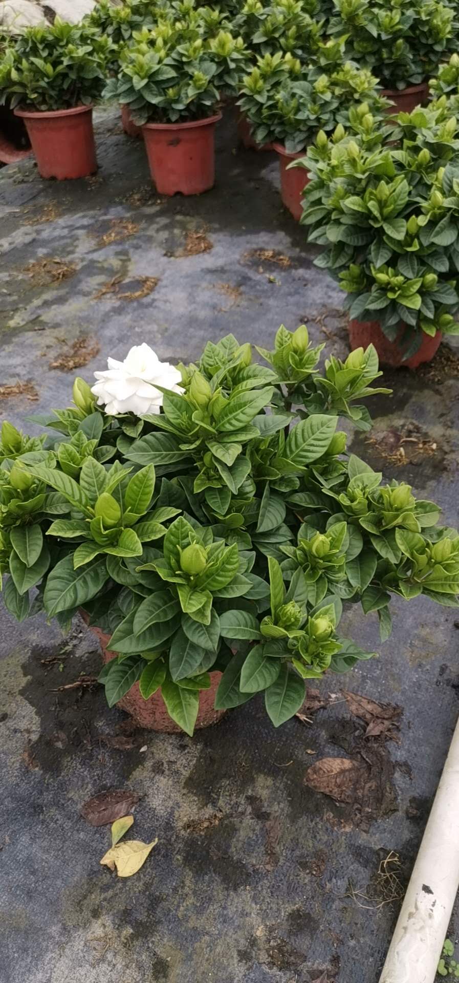 230#小葉梔子花養(yǎng)殖方法  小葉梔子花供貨商  小葉梔子花批發(fā)價(jià)格