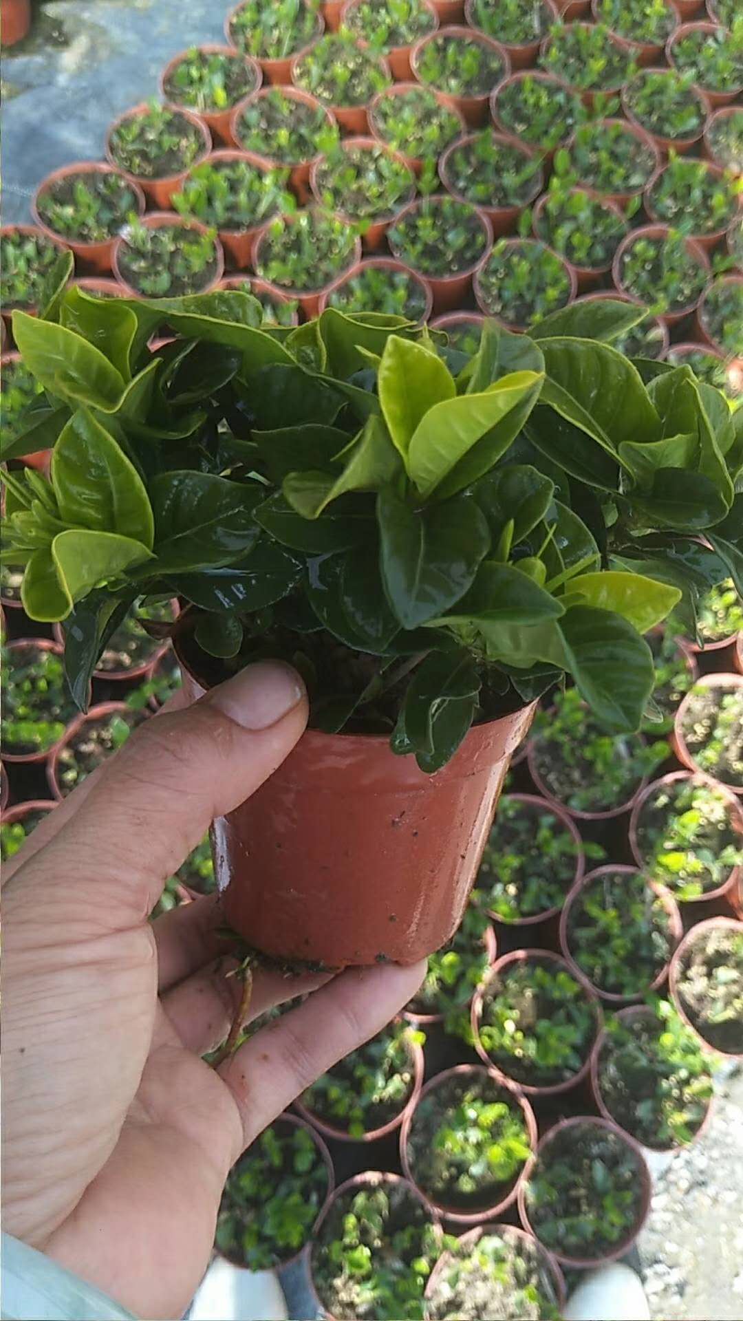 90#小葉梔子花小苗養(yǎng)殖方法  小葉梔子花盆栽供貨商  90#小葉梔子花小苗批發(fā)價格