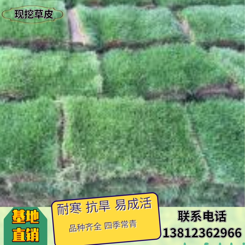江蘇混播黑麥草草坪基地_混播黑麥草草坪報價_混播黑麥草草坪銷售
