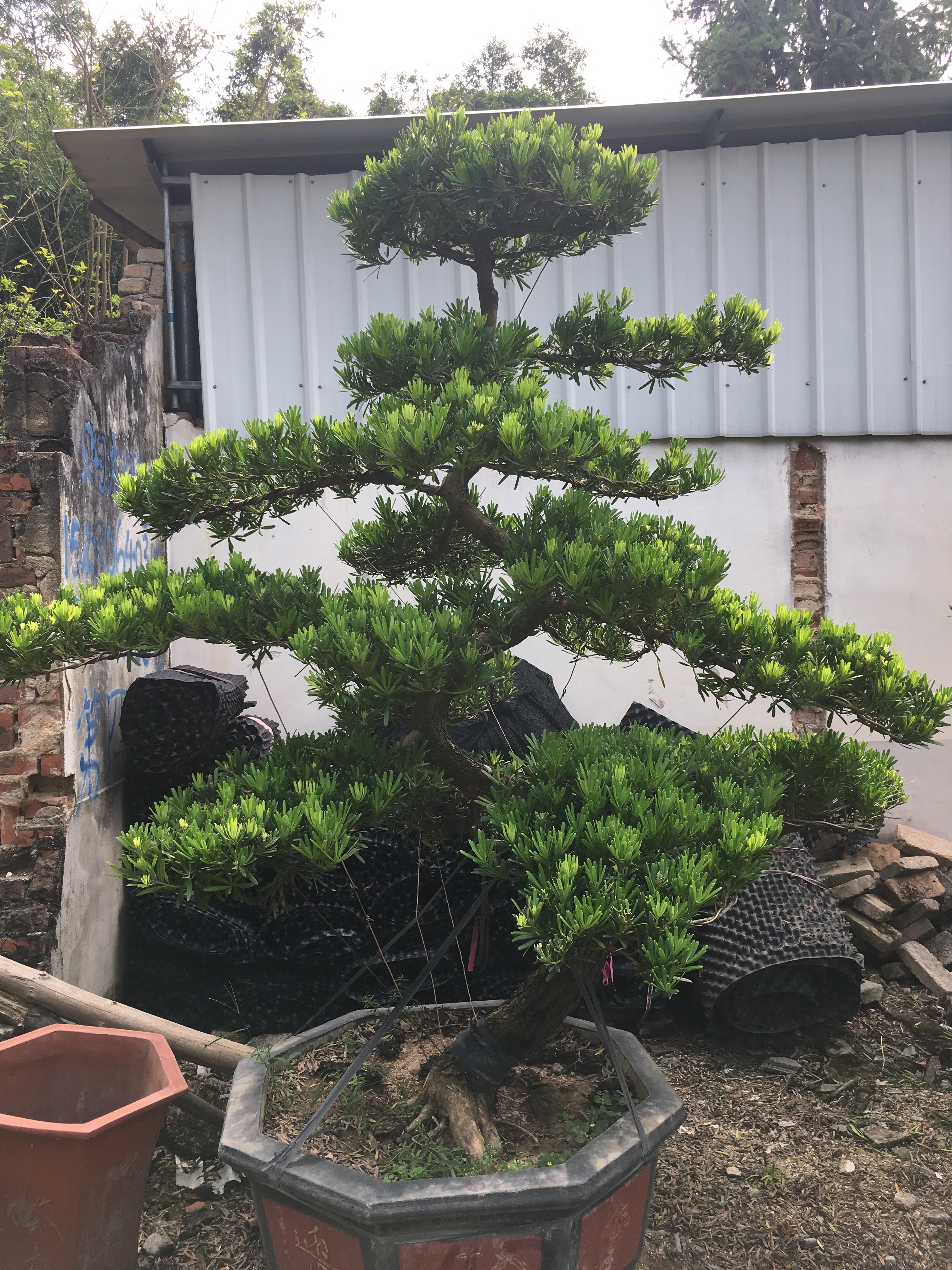 臺灣羅漢松@廠家直銷@優(yōu)質(zhì)供應(yīng)商*哪家好#報(bào)價(jià)