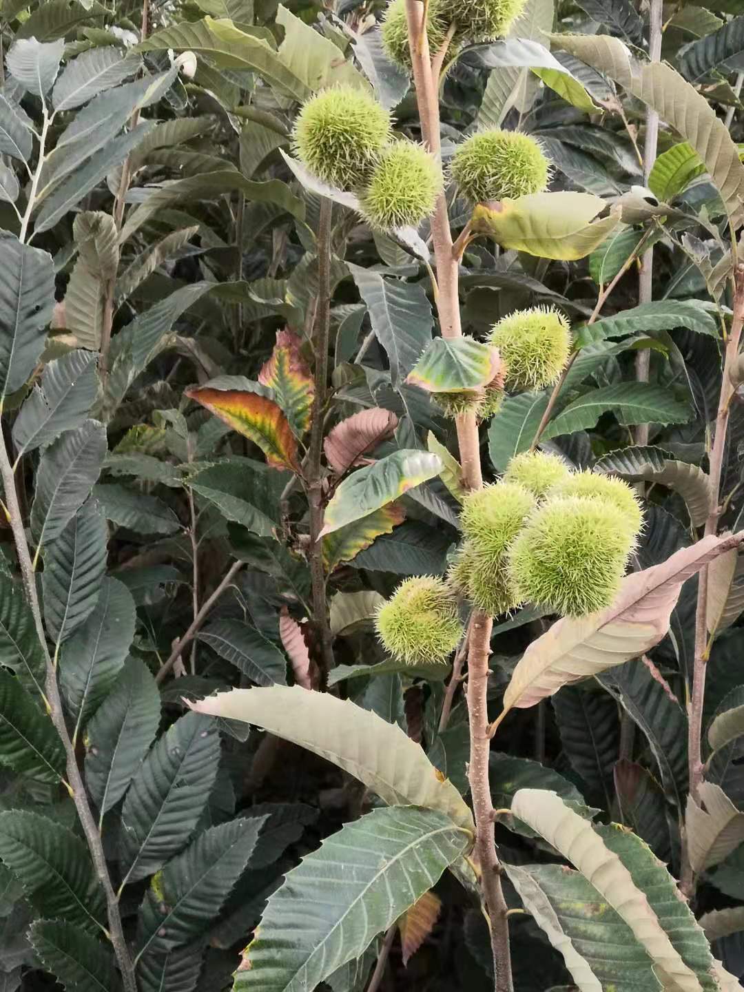 山東 花椒苗，板栗苗